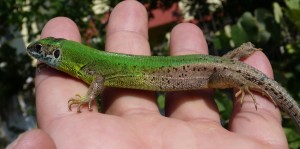 Jašterica zelená ( Lacerta viridis infrapunctata ), samička.