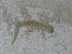 Gekon hrbolkatý ( Mediodactylus kotschyi ), Biser.