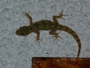 Gekon hrbolkatý ( Mediodactylus kotschyi ), Biser.