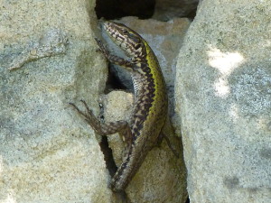 Samec jašterice múrovej ( Podarcis muralis nigriventris ).