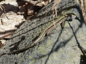 Samička jašterice múrovej ( Podarcis muralis nigroventris ).