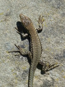 Mláďa jašterice múrovej ( Podarcis muralis nigroventris ).