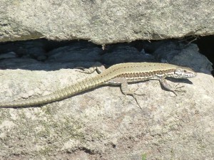 Samička jašterice múrovej ( Podarcis muralis nigroventris ).