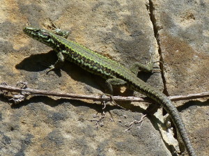 Samec jašterice múrovej ( Podarcis muralis nigriventris ).