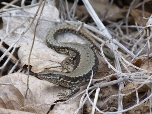 Samička jašterice múrovej ( Podarcis muralis ).