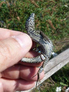 Samec jašterice múrovej ( Podarcis muralis  ) a jeho brucho.