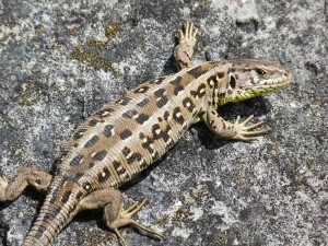 Jašterica krátkohlavá ( Lacerta agilis ), samička, lokalita Uriž.