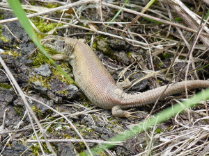 Jašterica krátkohlavá ( Lacerta agilis ), samička, lokalita Moroženoe.