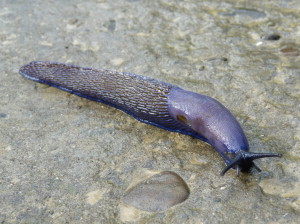 Slimák modranka karpatská ( Bielzia coerulans ),  Mrožnicja.