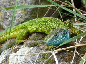 Jašterica zelená ( Lacerta viridis ),samec.