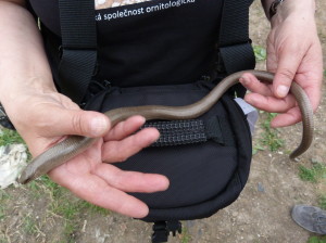 51 cm dlhý samec slepúcha východného ( Anguis colchicus).  