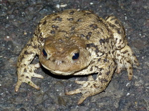 Pred budovou tábora sa objavili v hojnom počte ropuchy bradavičnaté ( Bufo bufo ).