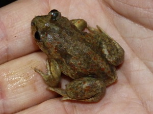 Hrabavka škvrnitá (Pelobates fuscus).