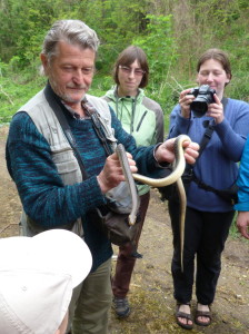 Užovka stromová ( Zamenis longissimus ), 130 cm.