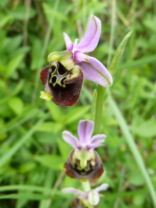 Orchidej z lúky nad kameňolomom, Oberbergen, 30.05.2015, 14:48-14:55 hod.