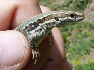 Samica jašterice múrovej (Podarcis muralis brongniardii), les na severo-východ od Montseny, 01.06.2015,13:36 h.