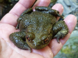 Ropucha bradavičnatá ( Bufo bufo spinosus ), 02.06.2015, 09:21 hod. 		