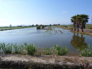 Ryžoviská u mesta Deltebre, 02.06.2015, 18:38 hod.