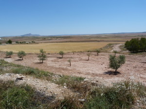 Príroda 10 km za Montealegre del Cassme, 03.06.2015, 12:22 hod.