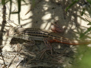 Acanthodactylus erythrurus,mláďa,3.6.2015,15:04 hod.   