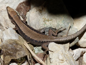 Jašterica Algyroides marchi , 04.06.2015, 10:32-13:30 hod.