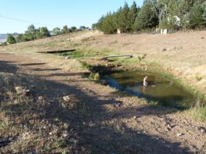 Jazierka u kostola, pre sucho boli takéto jazierka vzácnosťou  04.06.2015, 19:53 hod.