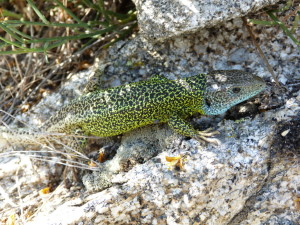 Jašterica Laceta schreiberi, Puerto de Pico,1352 m.n.m., samec, 05.06.2015, 17:39 -17:45 hod.