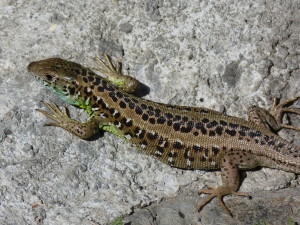 Jašterica Laceta schreiberi, Puerto de Pico,1352 m.n.m., samička, 05.06.2015, 17:39 hod.