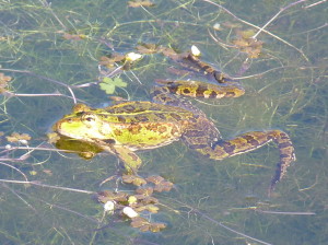 Skokan Pelophylax perezi, Sierra de Gredos, 06.06.2015, 08:51 hod.   