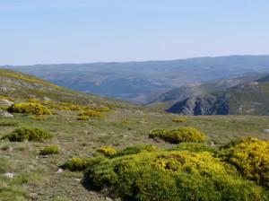 Krajina nad parkoviskom, tu ešte jašterice Iberolacerta cyreni nežili, Sierra de Gredos, 06.06.2015, 09:44 hod.