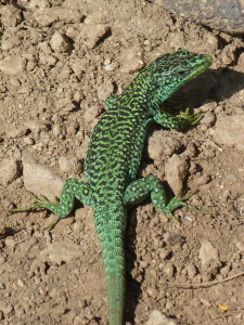Ďalší samec Iberolacerta cyreni castiliana, 06.06.2015, 09:48 hod.
