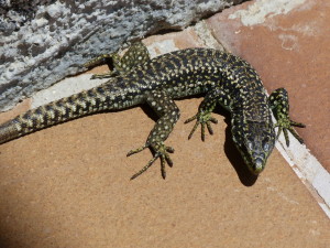 Samec Iberolacerta cyreni castiliana, 06.06.2015, 15:02 hod.