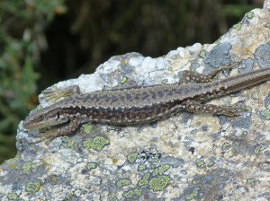 Samička Iberolacerta cyreni castiliana, 06.06.2015, 14:30 hod.