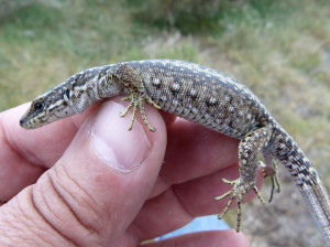 Samička Iberolacerta cyreni castiliana, 06.06.2015, 14:48 hod.