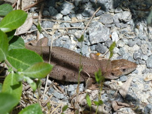 Samička Lacerta schreiberi bez výrazného zafarbenia, 06.06.2015, 14:50 hod.