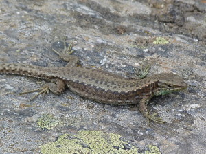 Iná samica Iberolacerta galani, 07.06.2015,18:34 hod.