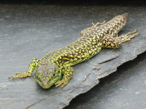 Samec Iberolacerta galani, 07.06.2015, 19:16 hod.