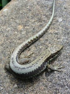 Samica  Iberolacerta monticola cantabrica, Puerto de Pajares, 1379 m.n.m., 08.06.2015, 15:27 hod.