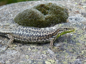 Samička  Iberolacerta monticola cantabrica, Puerto de Pajares, 08.06.2015, 15:39 hod.