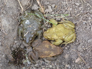 Ropuchy bradavičnaté (Budo bufo), tri farebné odtiene, 08.06.2015, 15:46 hod.