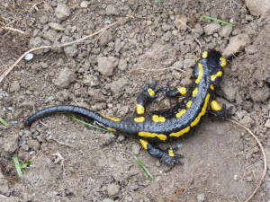 Salamadra salamandra bernardezi, 08.06.2015, 15:48 hod.