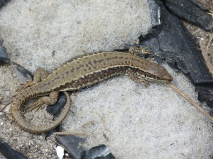 Jašterica múrová, samička (Podarcis muralis brongniardii ), 08.06.2015, 16:04 hod.