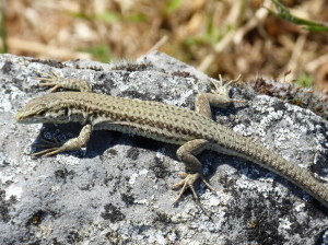 Podarcis liolepis liolepis, Esco 09.06.2015, 12:10 hod.