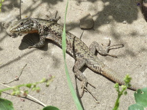 Samec Podarcis muralis brongniardii, sedlo Puerto de Cotefabio, 1423 m.n.m., 09.06.2015, 14:42 hod.