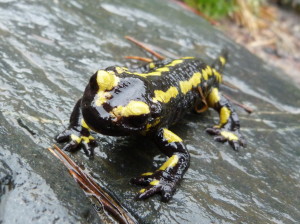 Salamandra poddruhu Salamandra salamandra terestris, 10.06.2015, 10:44 hod.