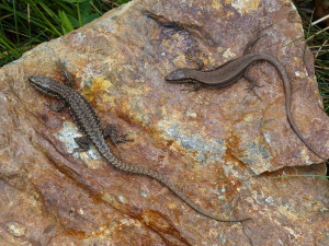 amec (vľavo) a samička Podarcis muralis brongniardii, 2280 m.n.m., Andorra, 11.06.2015, 13:33 hod.