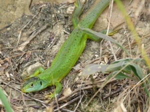 Samec jašterice zelenej (Lacerta bilineata) a detail, Oberrimsingen, 12.06.2015, 15:41 - 16:21 hod.