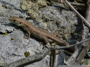 Na brehu behali jašterice zelené ( Lacerta viridis ), 08.05.2015.