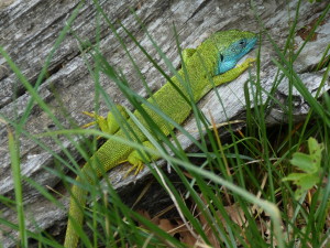 Na pastvinác,h u kríkoch žili jašterice zelené ( Lacerta viridis ), samec, 08.05.201.