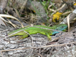 Jašterica zelená samec ( Lacerta viridis ), Szentbékkálla.